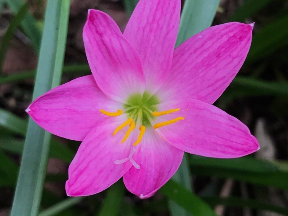 ゼフィランサス・ロゼア