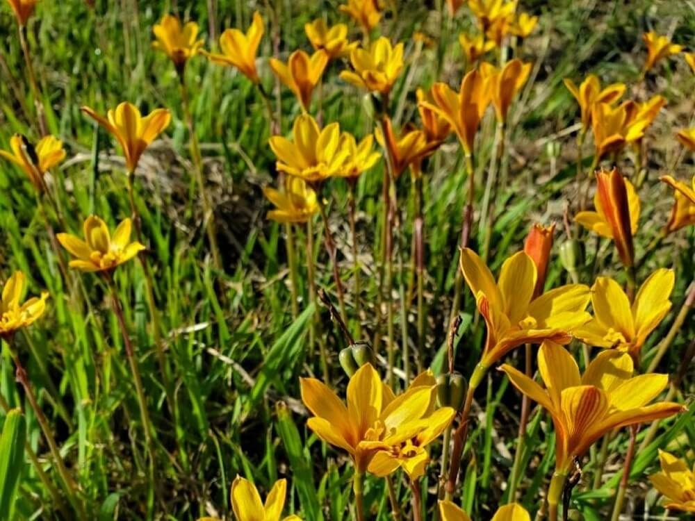 キバナサフランモドキ