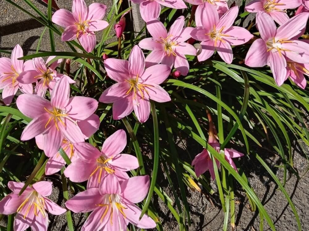 サフランモドキ