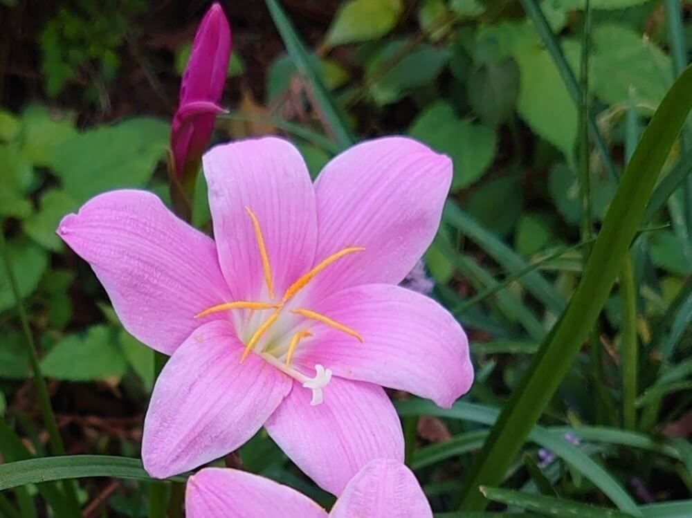 サフランモドキ