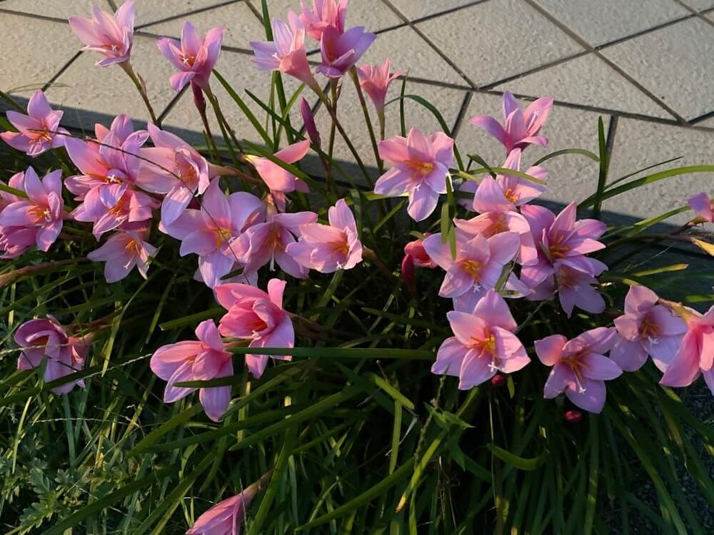 サフランモドキ