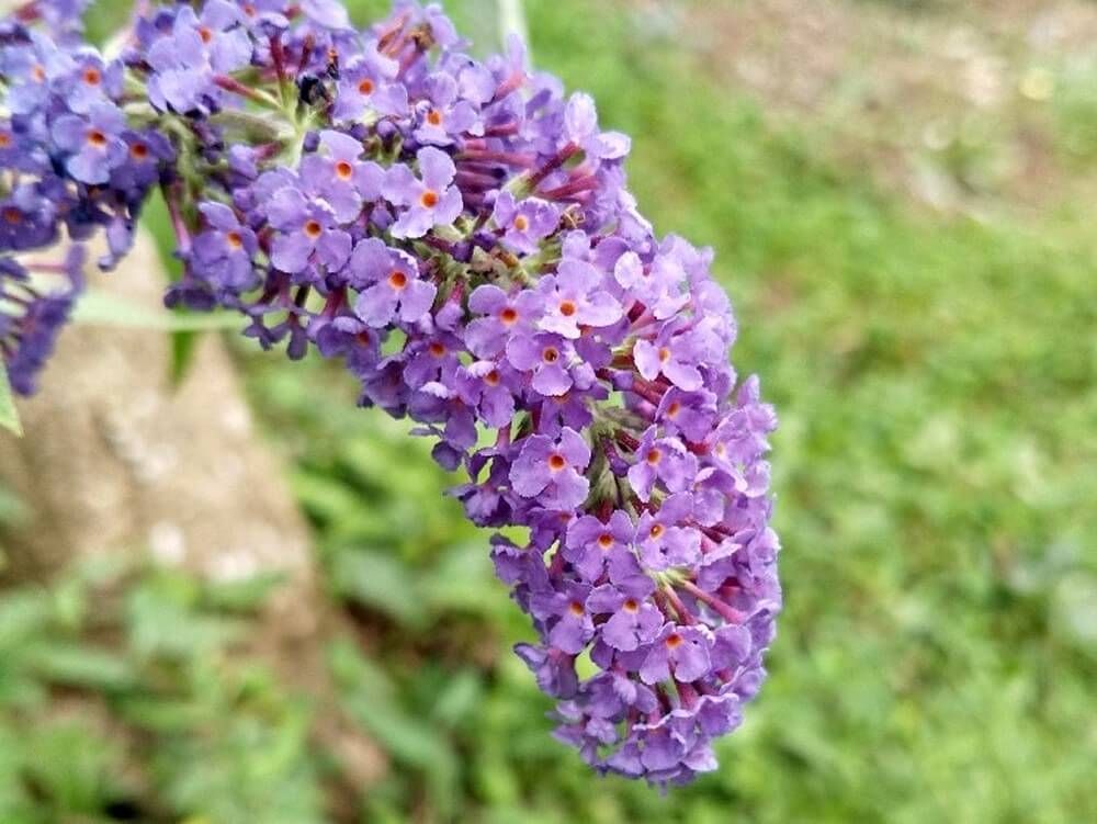 ブッドレア　フサフジウツギ