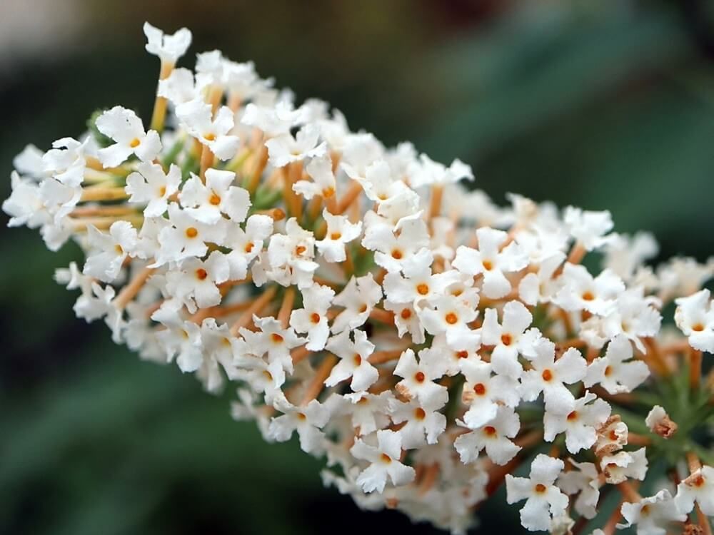 ブッドレア　フサフジウツギ