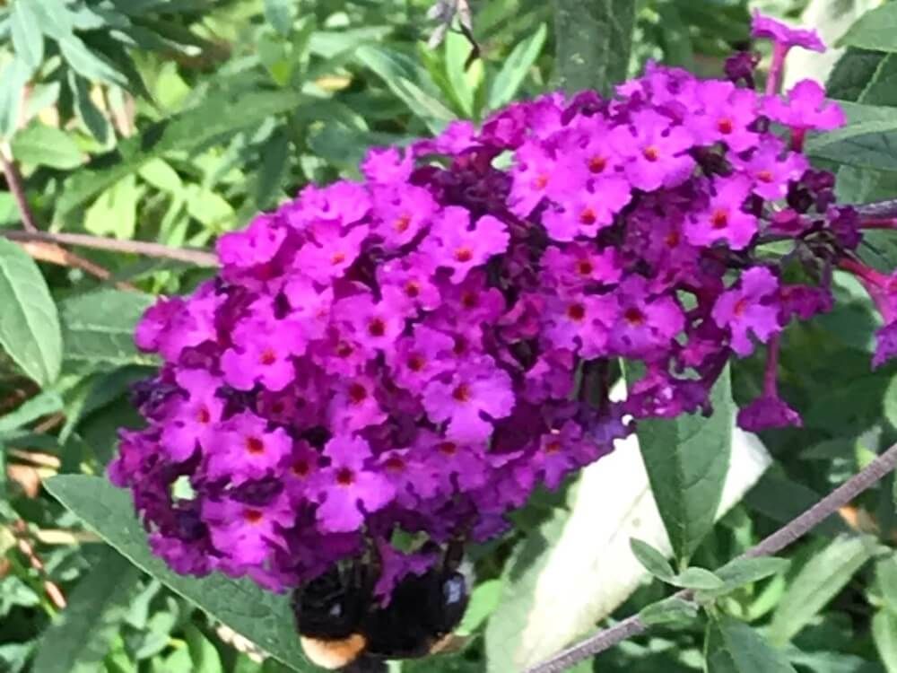 ブッドレア　フサフジウツギ