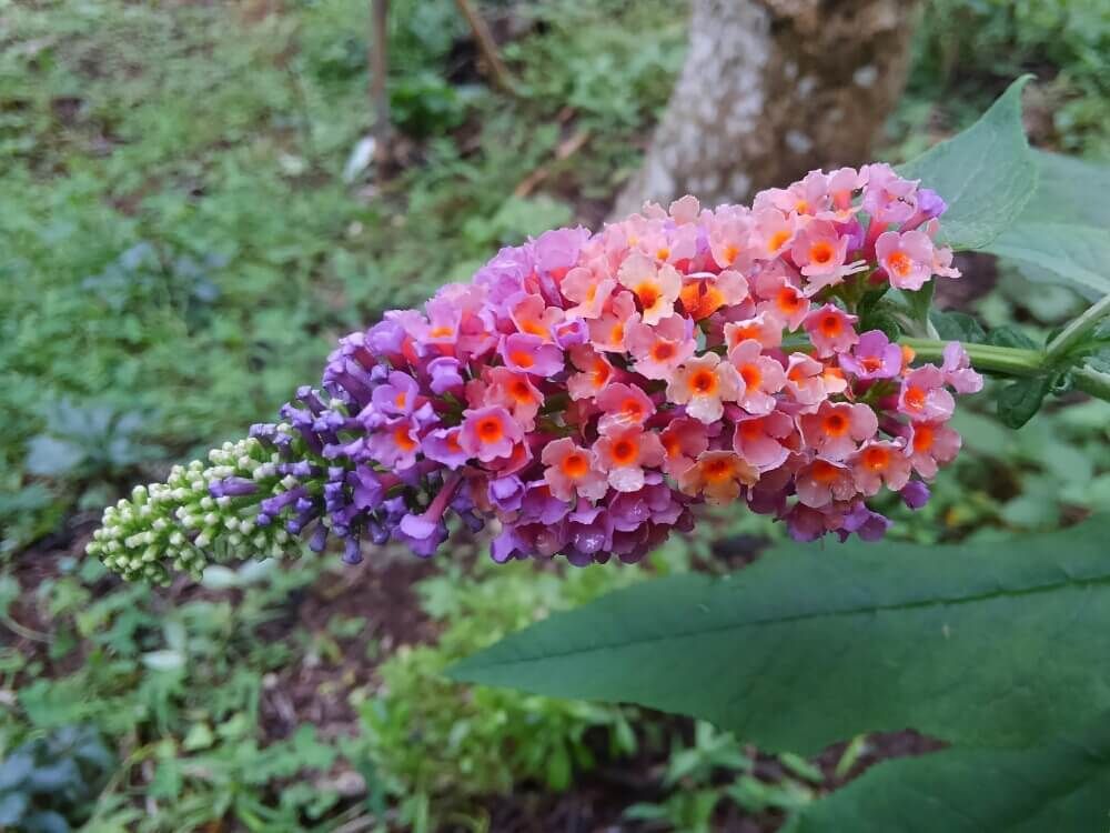 ブッドレア　フサフジウツギ