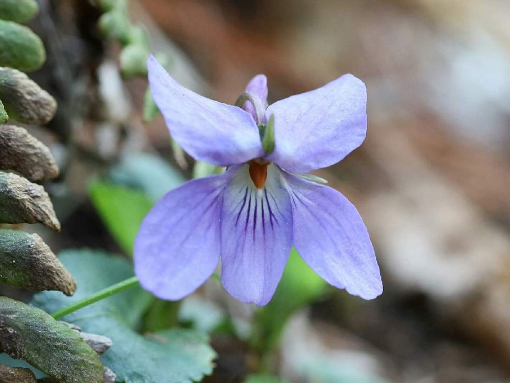 タチツボスミレ
