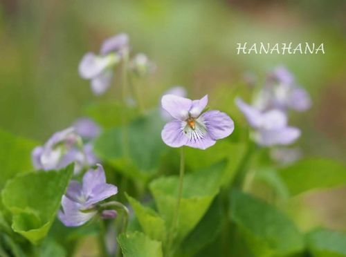 タチツボスミレとは 花言葉や花の特徴 アオイスミレとの違いは Greensnap グリーンスナップ