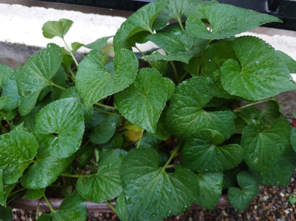 タチツボスミレ