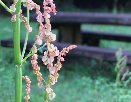 スイバとは 花言葉や食べ方 ギシギシとの見分け方は Greensnap グリーンスナップ スイバとは 花言葉や食べ方 ギシギシとの見分け方は Greensnap グリーンスナップ