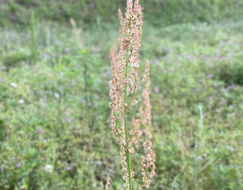 スイバとは 花言葉や食べ方 ギシギシとの見分け方は Greensnap グリーンスナップ スイバとは 花言葉や食べ方 ギシギシとの見分け方は Greensnap グリーンスナップ