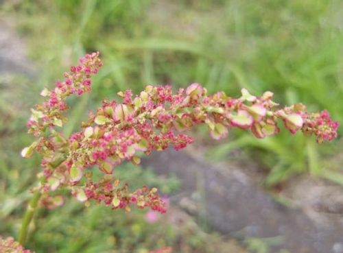 スイバとは 花言葉や食べ方 ギシギシとの見分け方は Greensnap グリーンスナップ スイバとは 花言葉や食べ方 ギシギシとの見分け方は Greensnap グリーンスナップ