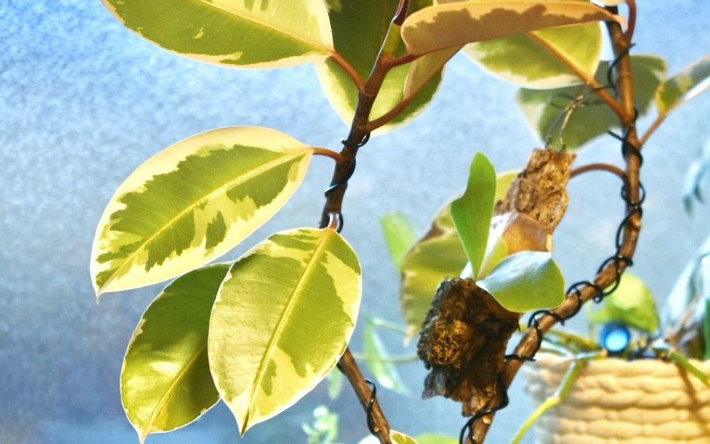 フィカス・ティネケ　葉