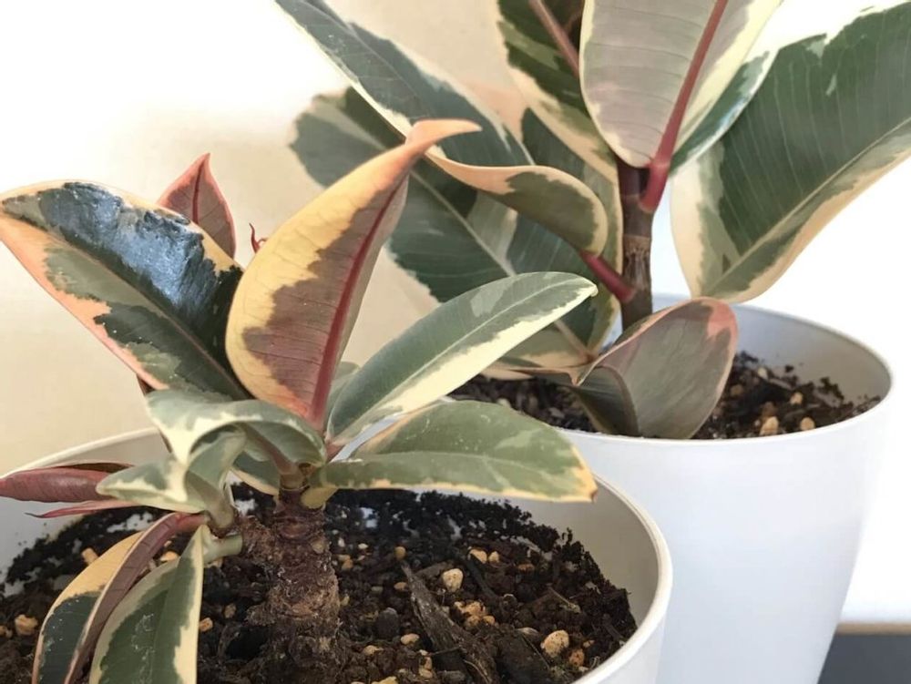 フィカス・ティネケ　鉢植え　葉