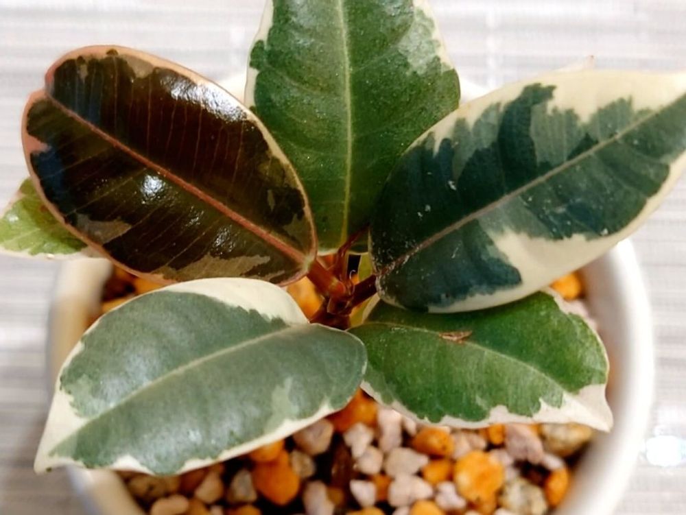 フィカス・ティネケ　鉢植え　葉