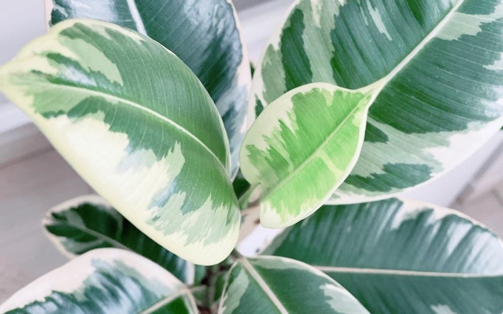 フィカス・ティネケ　葉