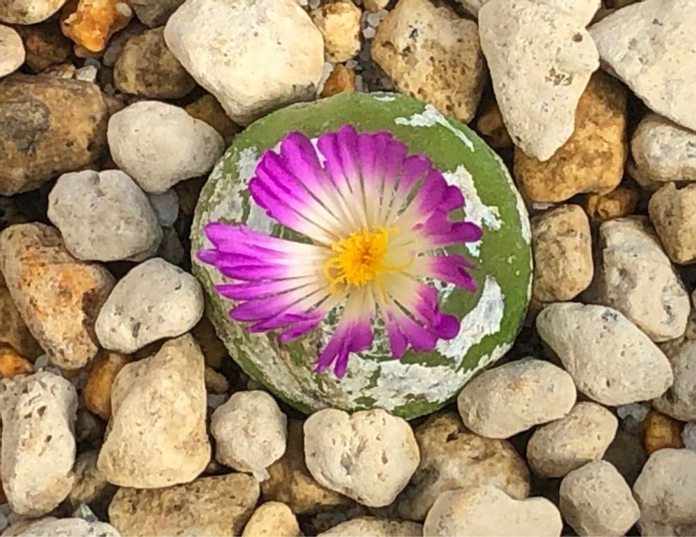 コノフィツム・ブルゲリ