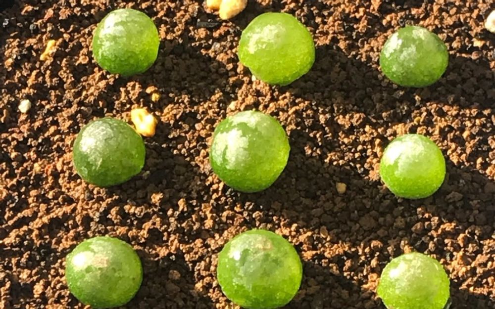 コノフィツム・ブルゲリ