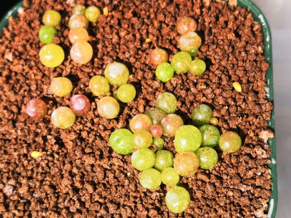 コノフィツム・ブルゲリ