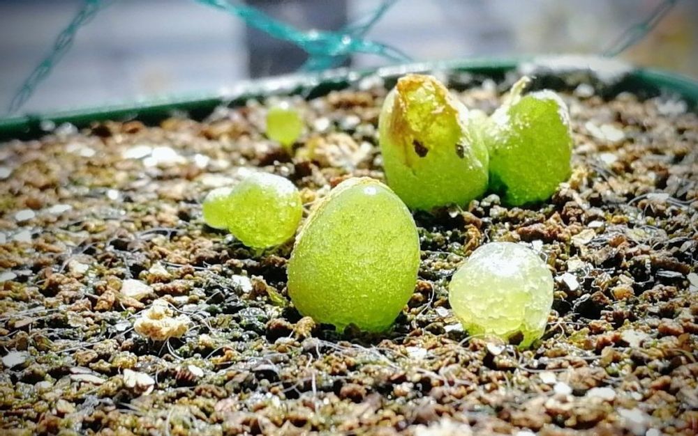 コノフィツム・ブルゲリ