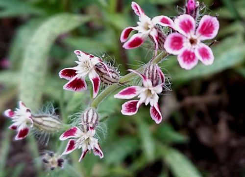 マンテマとは 花の特徴や種類 似た花はある Greensnap グリーンスナップ