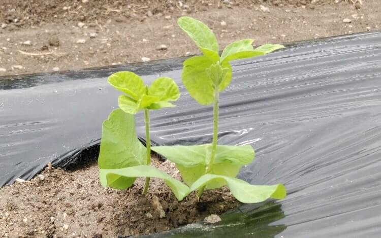 黒豆 黒大豆 の栽培方法 上手な育て方とは 栄養価や効能 花言葉は Greensnap グリーンスナップ