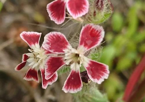 マンテマとは 花の特徴や種類 似た花はある Greensnap グリーンスナップ