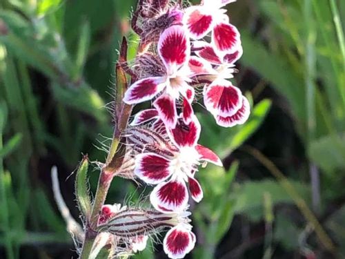 マンテマとは 花の特徴や種類 似た花はある Greensnap グリーンスナップ