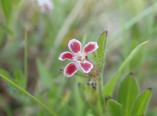 マンテマとは 花の特徴や種類 似た花はある Greensnap グリーンスナップ