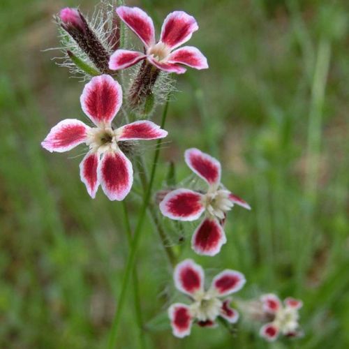 マンテマとは 花の特徴や種類 似た花はある Greensnap グリーンスナップ