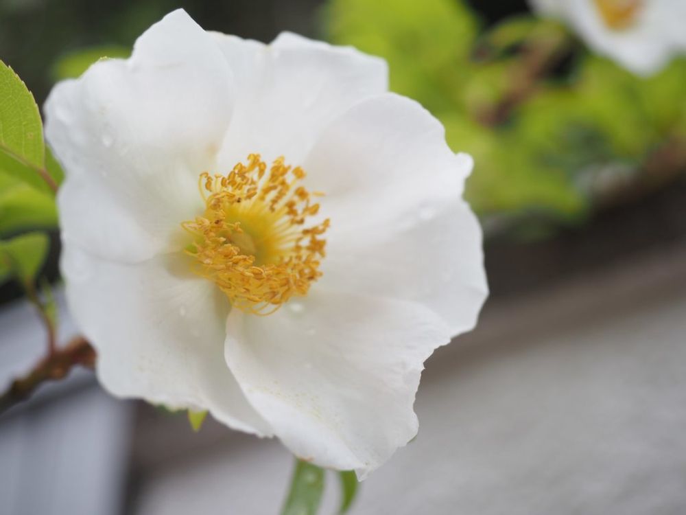 ナニワイバラ　白い花　水滴