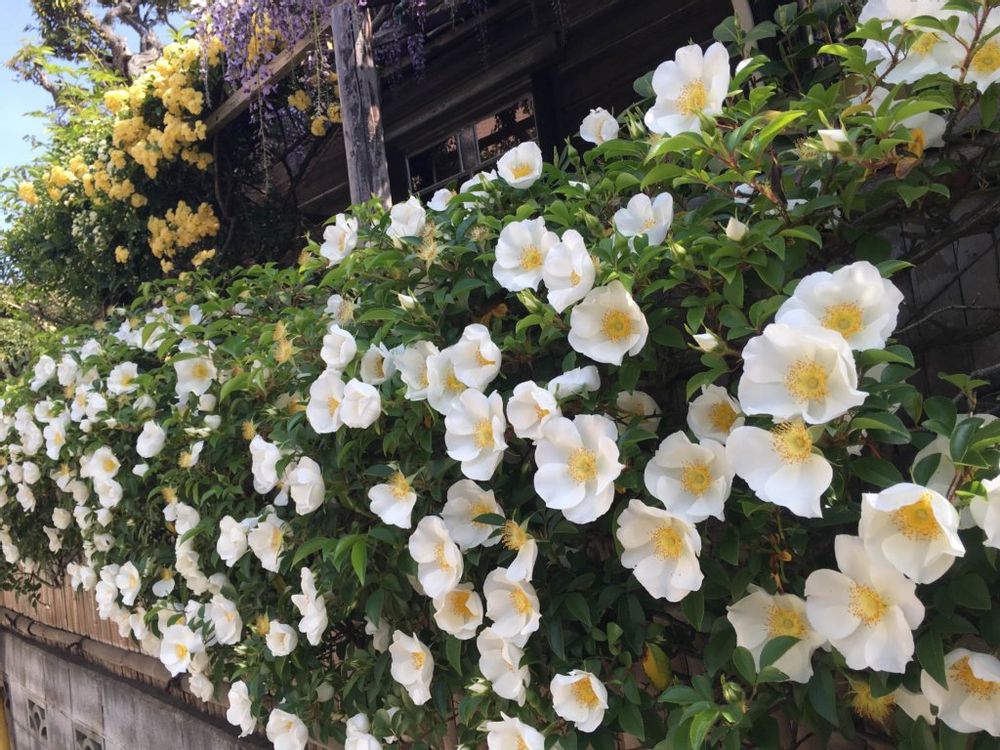 ナニワイバラ　白い花