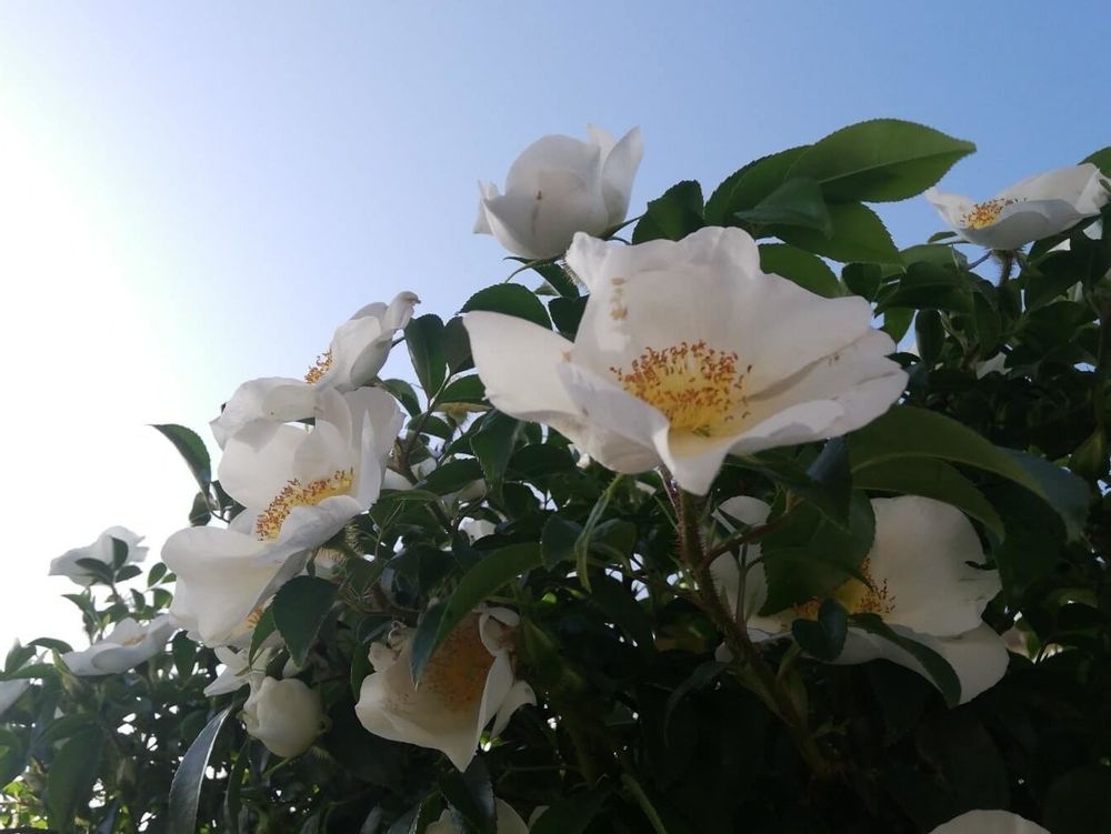 ナニワイバラ　白い花　青空