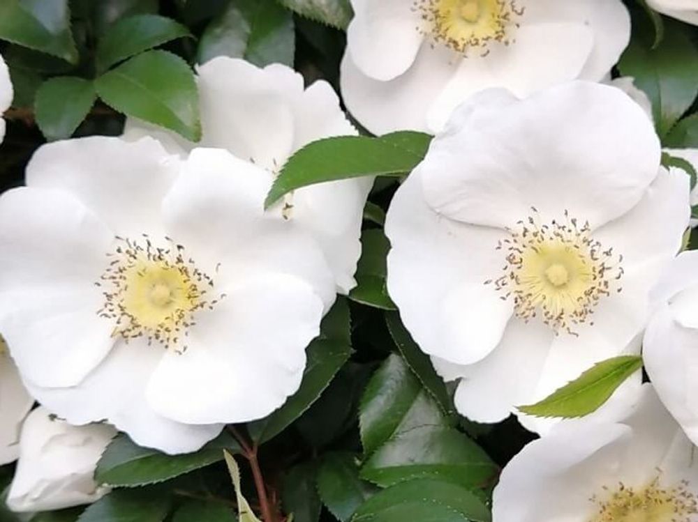 ナニワイバラ　白い花