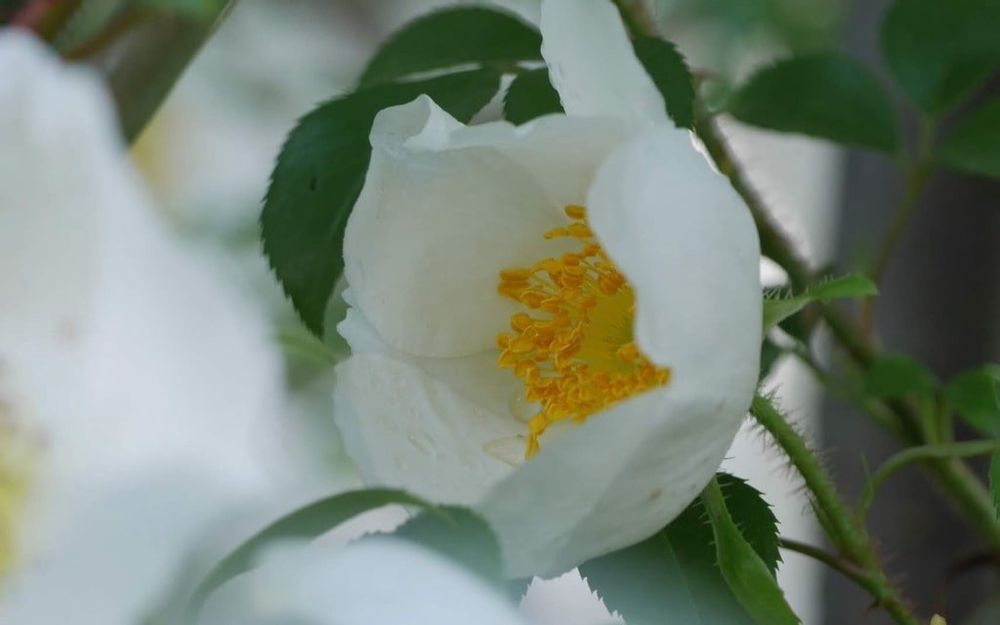 ナニワイバラ　白い花