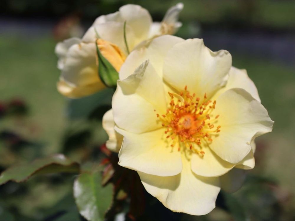 ナニワイバラ　黄色い花