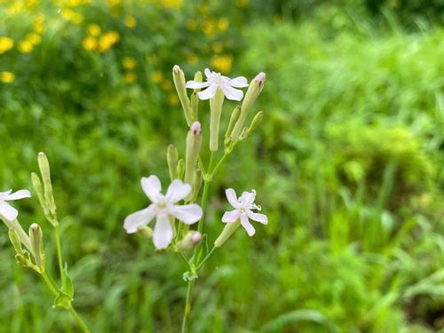 ムシトリナデシコ 虫取撫子 とは 花言葉や似た花 名前の由来は Greensnap グリーンスナップ