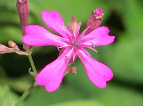 ムシトリナデシコ 虫取撫子 とは 花言葉や似た花 名前の由来は Greensnap グリーンスナップ