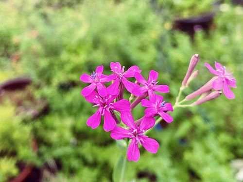 ムシトリナデシコ 虫取撫子 とは 花言葉や似た花 名前の由来は Greensnap グリーンスナップ ムシトリナデシコ 虫取撫子 とは 花言葉や似た花 名前の由来は Greensnap グリーンスナップ