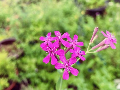 ムシトリナデシコ 虫取撫子 とは 花言葉や似た花 名前の由来は Greensnap グリーンスナップ