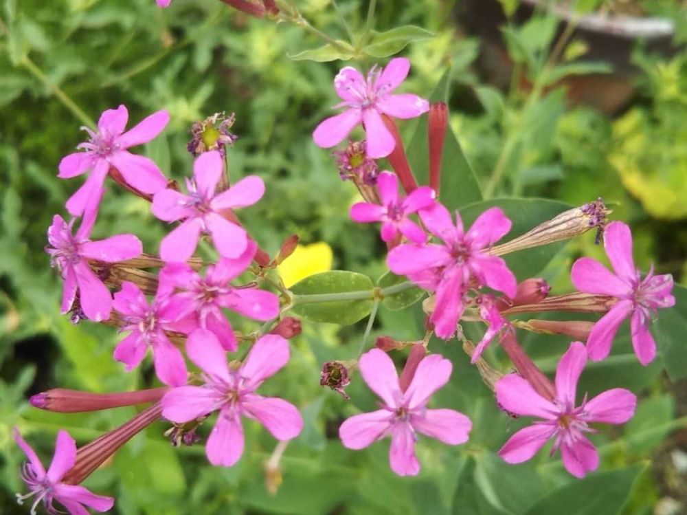 ムシトリナデシコ