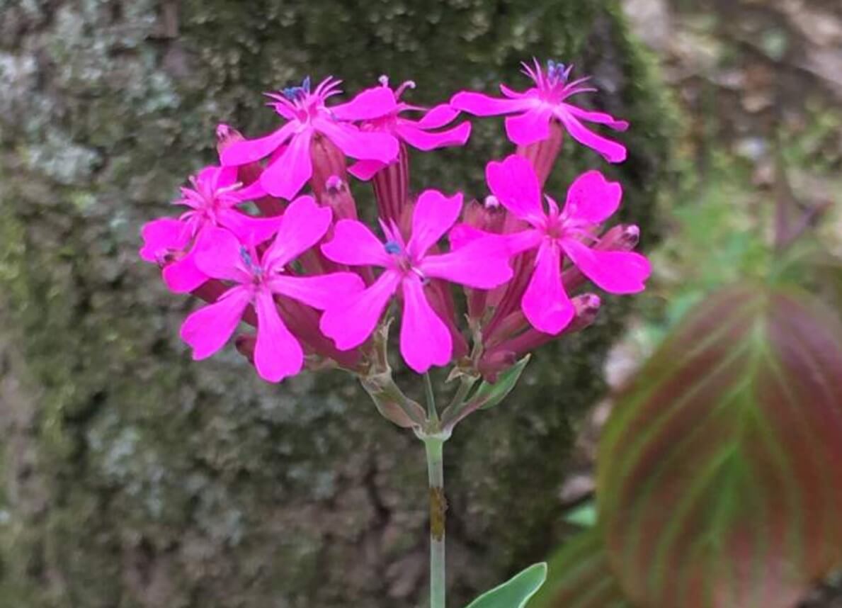 ムシトリナデシコ 虫取撫子 とは 花言葉や似た花 名前の由来は Greensnap グリーンスナップ