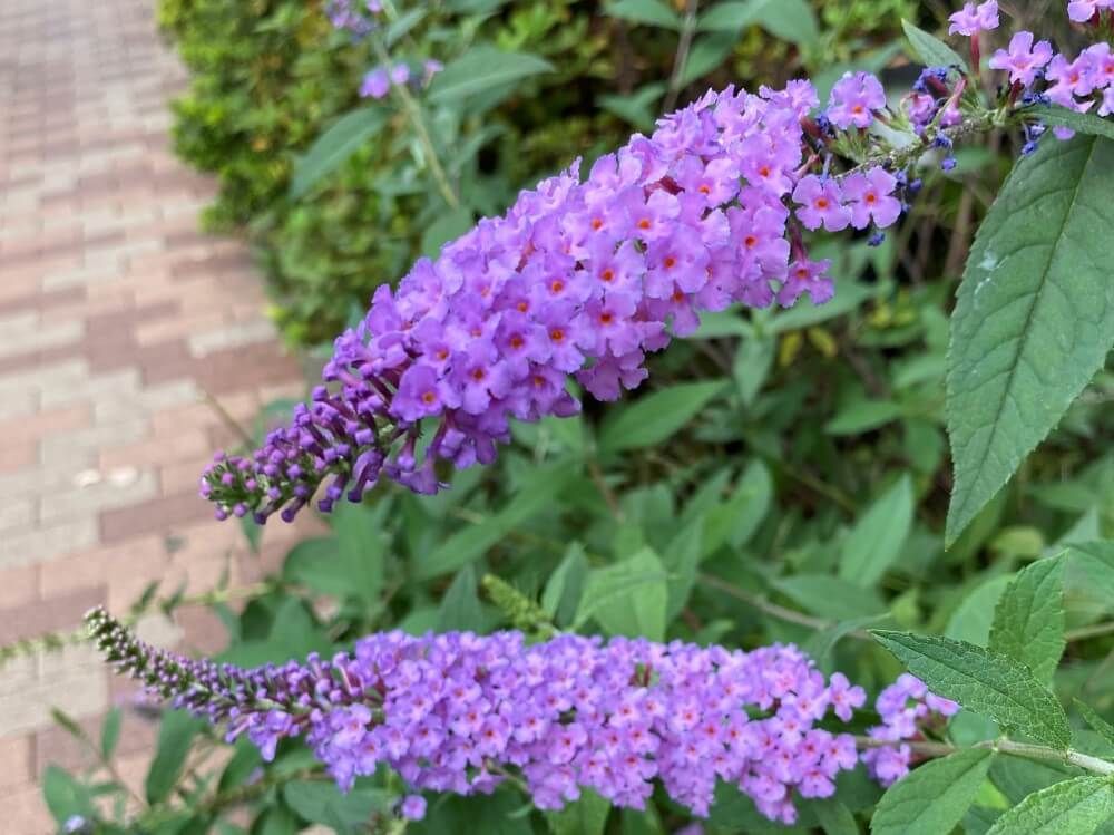 ブッドレア　フサフジウツギ