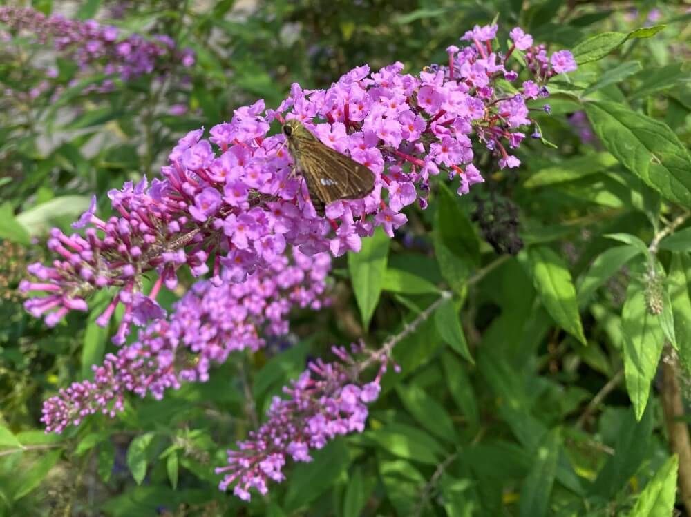 ブッドレア　フサフジウツギ