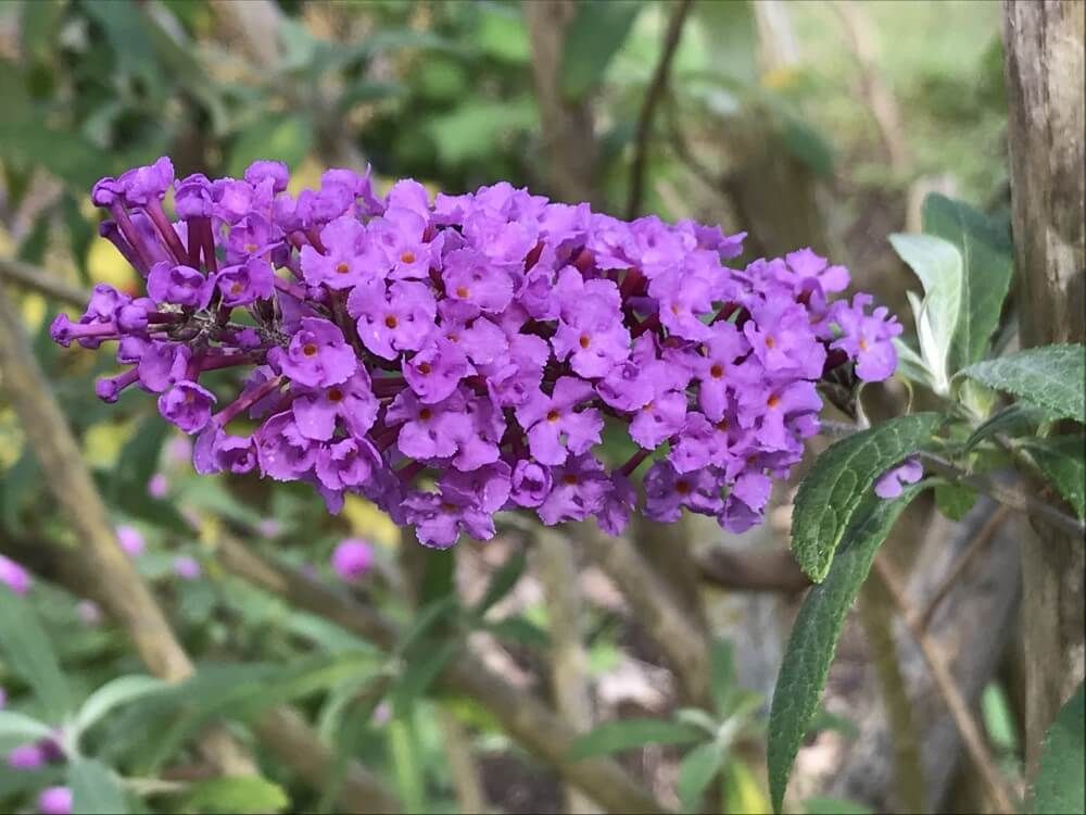 ブッドレア　フサフジウツギ