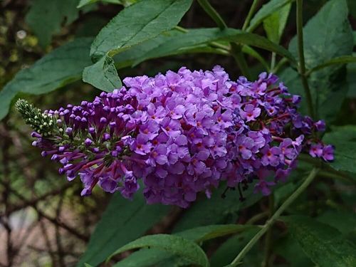 ブッドレア フサフジウツギ とは 花の特徴や種類は 毒に注意 Greensnap グリーンスナップ