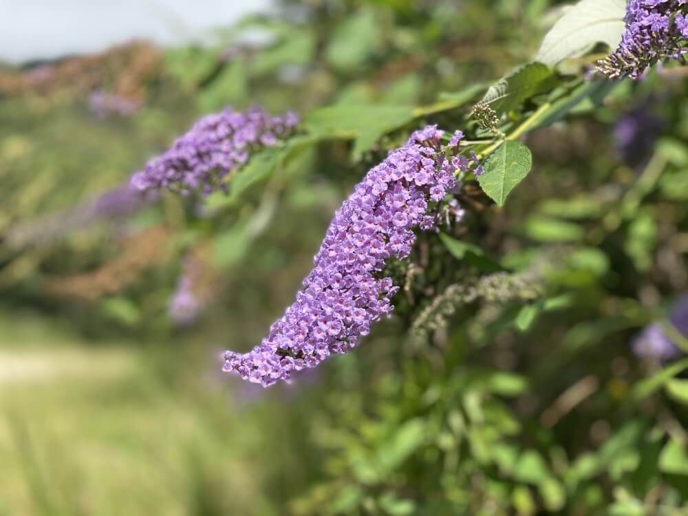 ブッドレア　フサフジウツギ