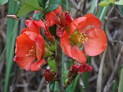 クサボケ 草木瓜 とは 花の特徴や花言葉 ボケとの違いは Greensnap グリーンスナップ