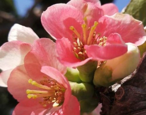 クサボケ 草木瓜 とは 花の特徴や花言葉 ボケとの違いは Greensnap グリーンスナップ