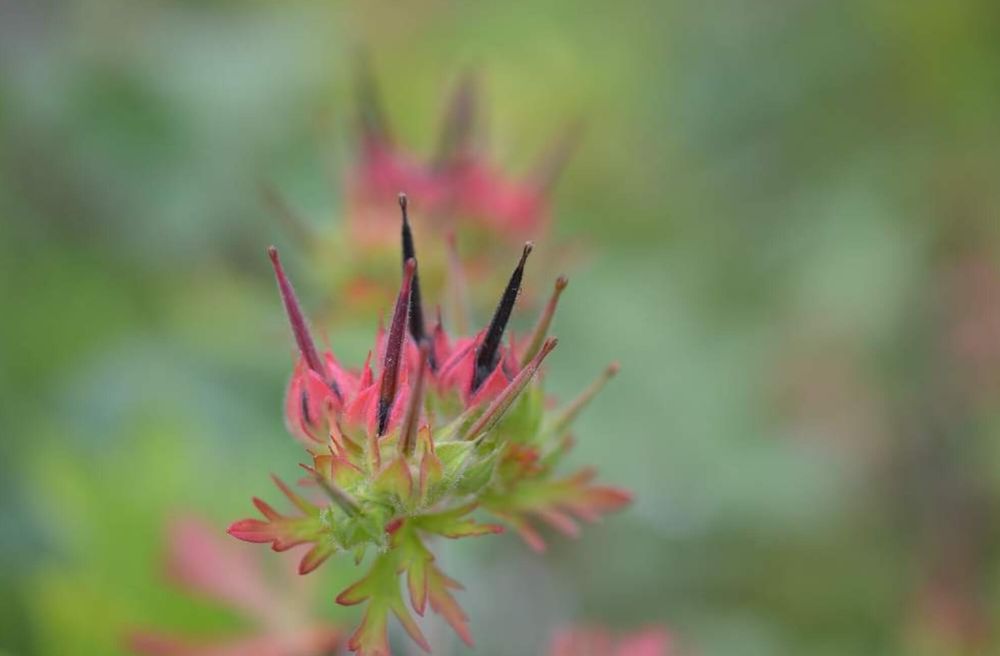 アメリカフウロ