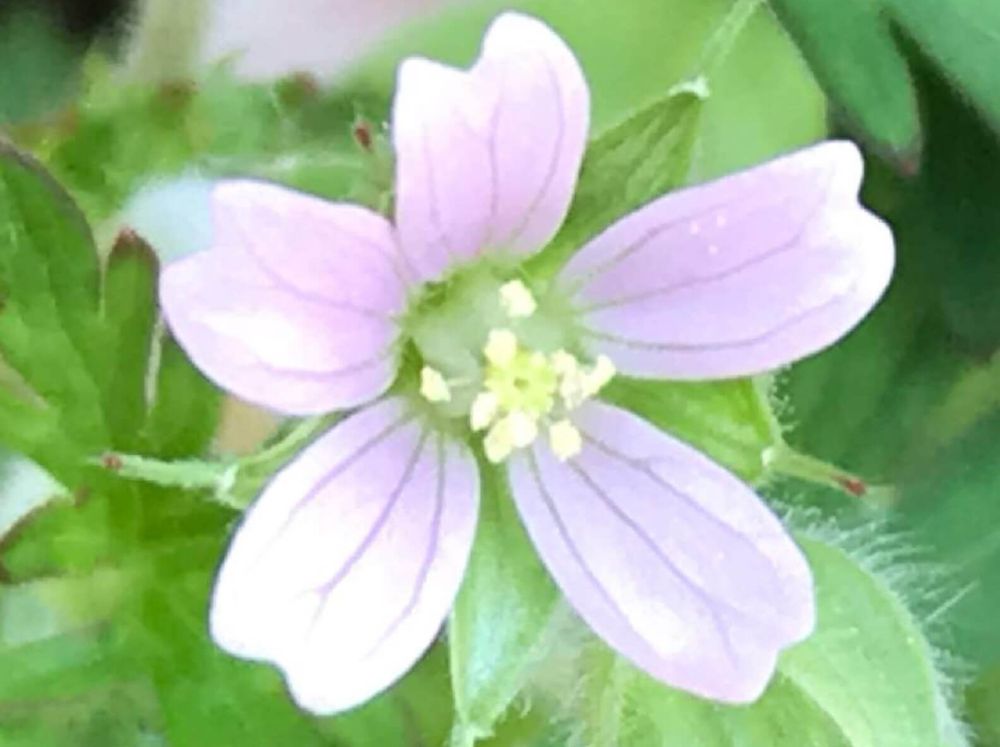 アメリカフウロ